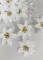 Vánoční hvězda květ ( poinsettia ) 7 cm, bílá 