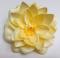 Vazbový květ leknínu 11 cm, broskový 